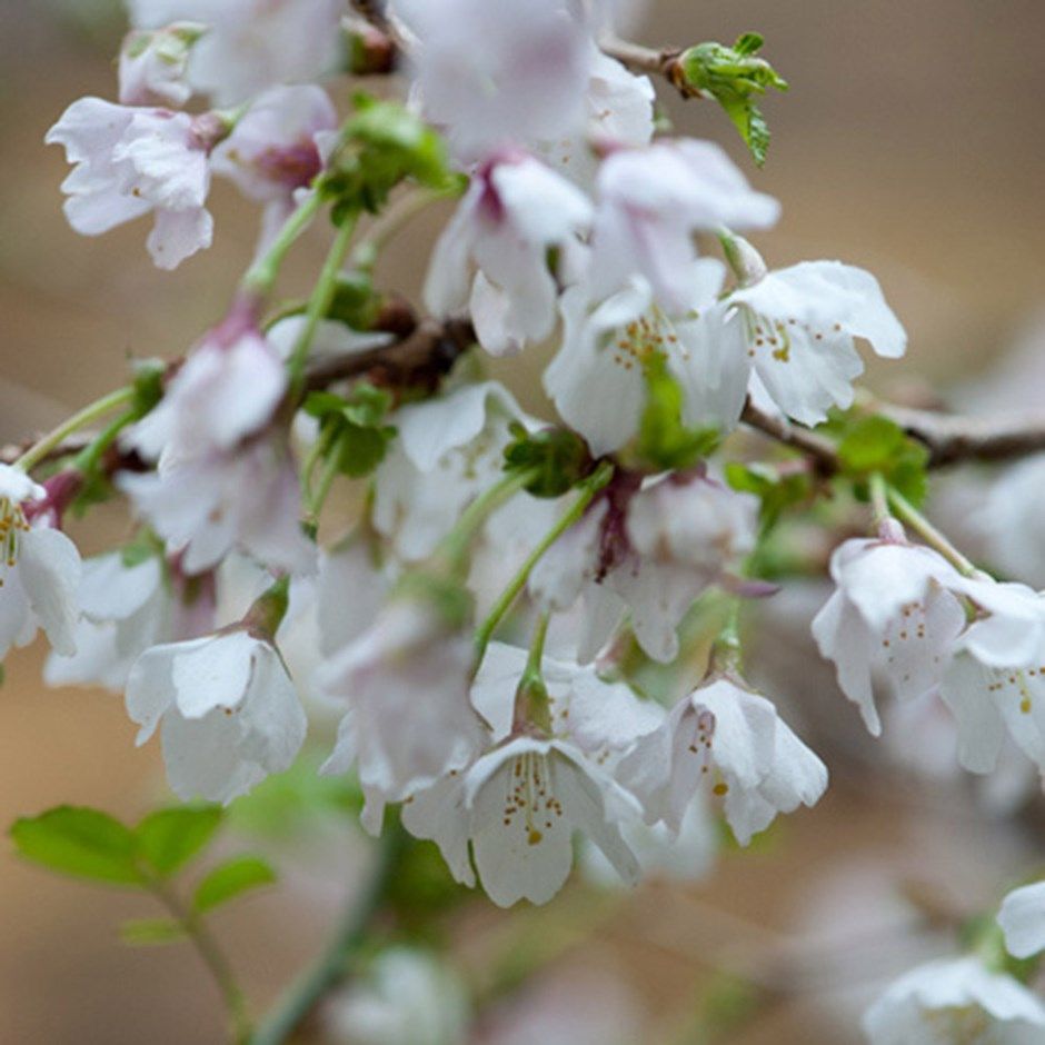 spring flowers – cherry blossom