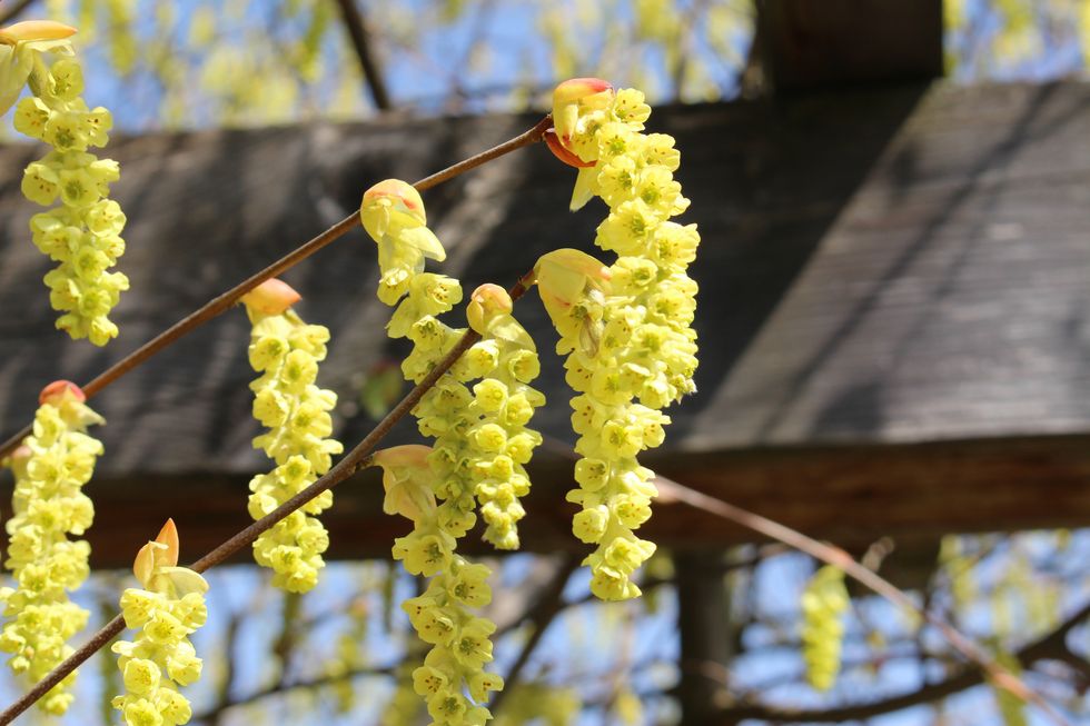 chinese winterhazel flowers in clusters in spring time in st gallen, switzerland its scientific name is corylopsis sinensis, native to china
