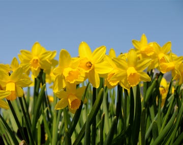 free growing bright yellow daffodils in crisp detail, spring flowers with lush green leaves and stems shown against a bright blue cloudless spring sky