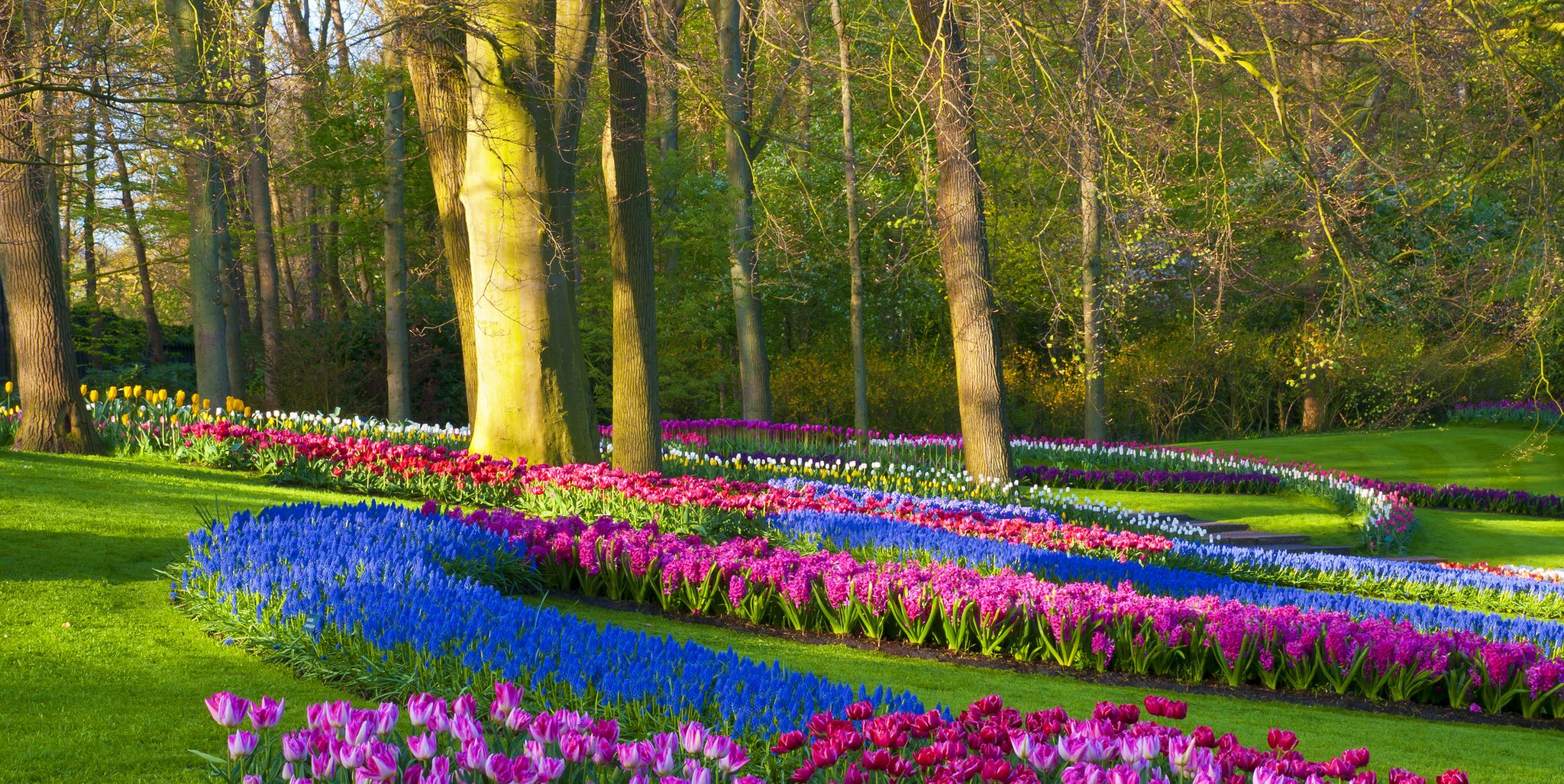 spring flowers in a park