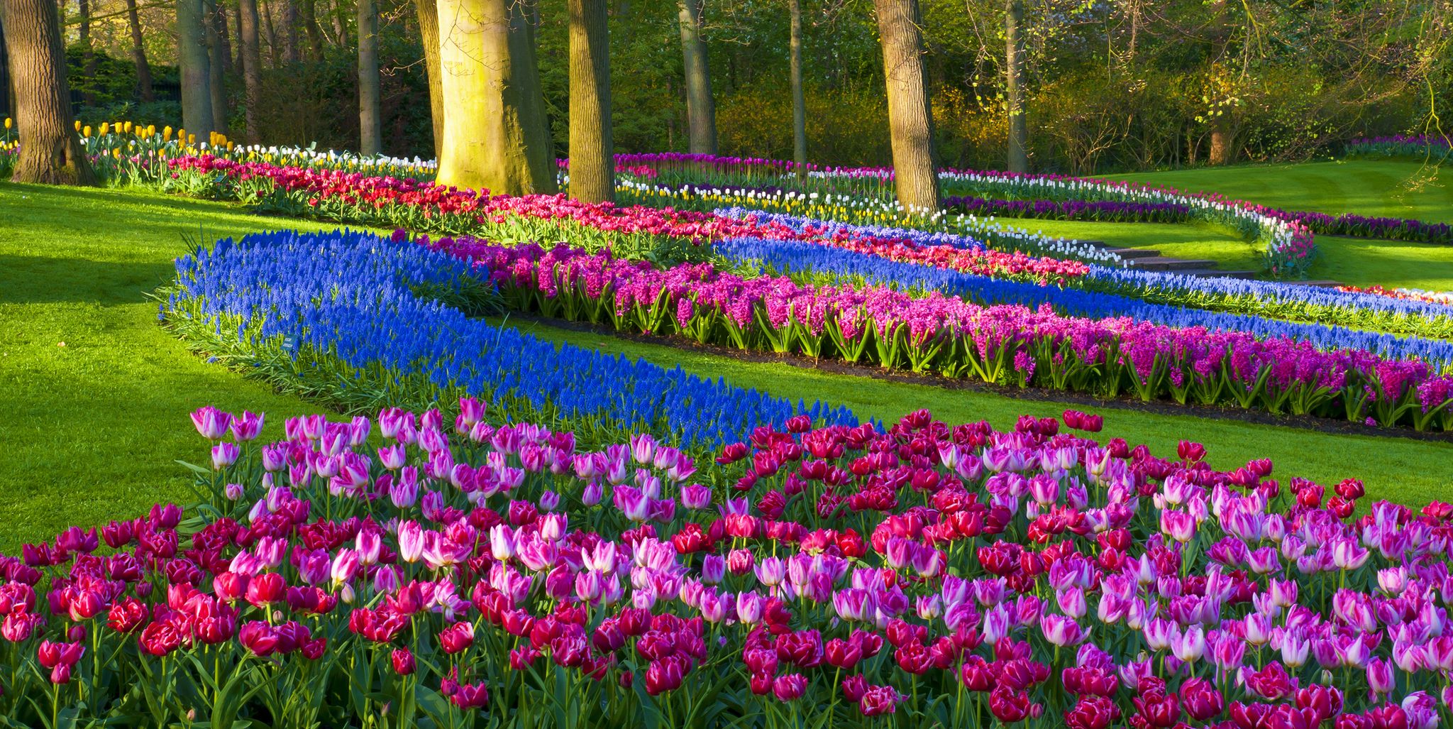 spring flowers in a park