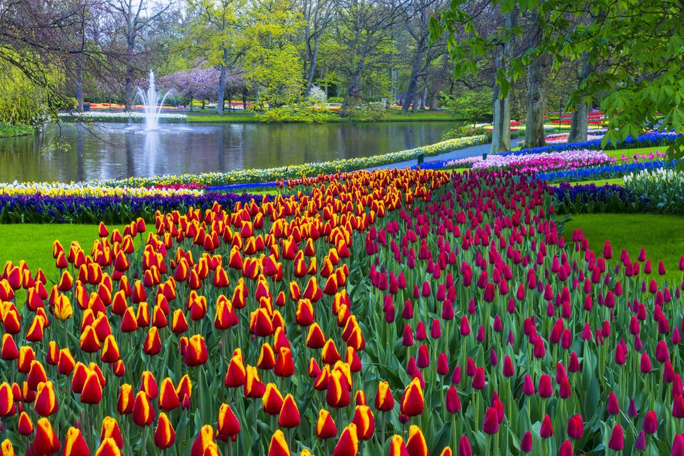 spring flowers in a park