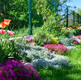 perennial plants and flowers