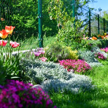 perennial plants and flowers