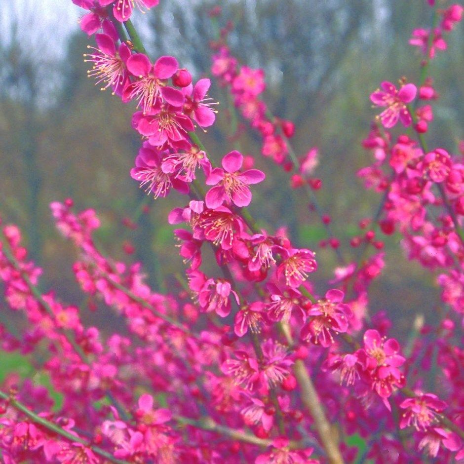 spring flowers – japanese apricot