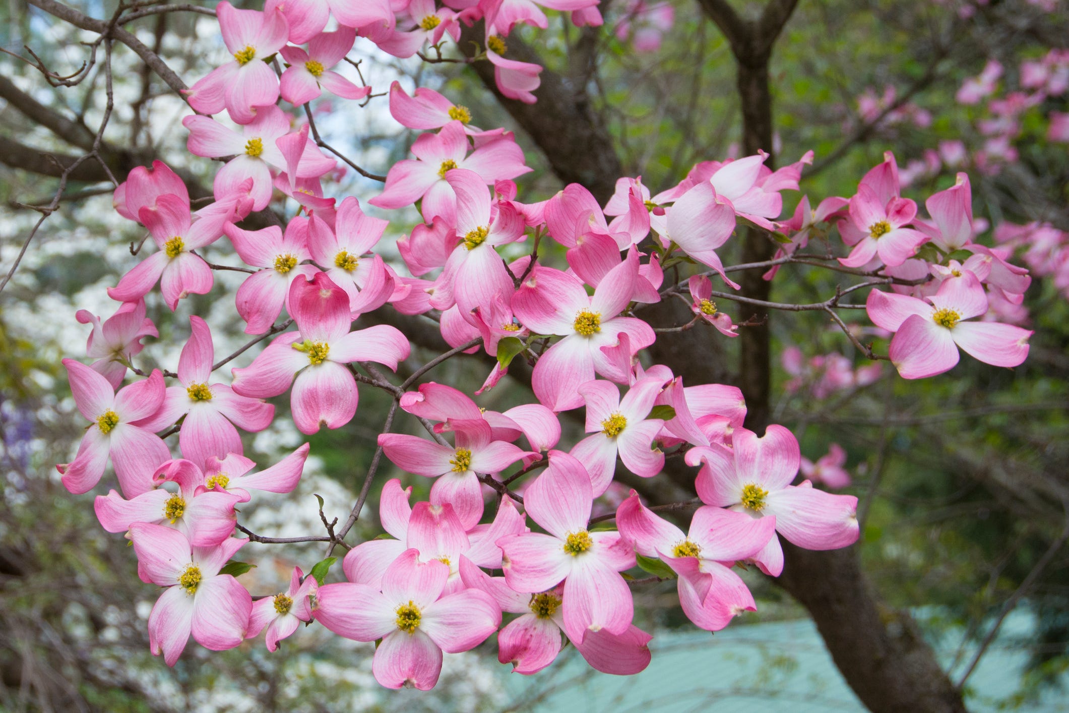 15 Best Small Trees: Best Small Trees to Plant in Your Front Yard