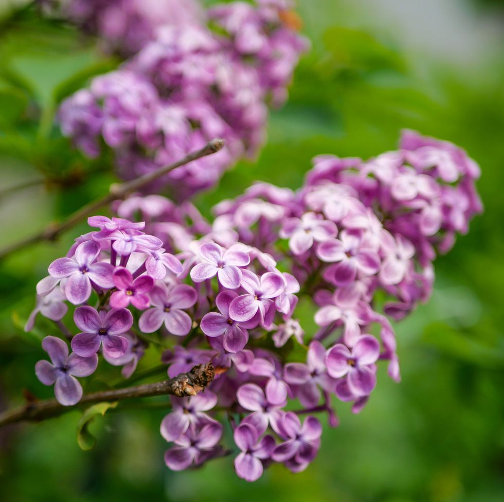 spring flowers – lilac