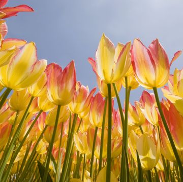 spring flowers vernal equinox