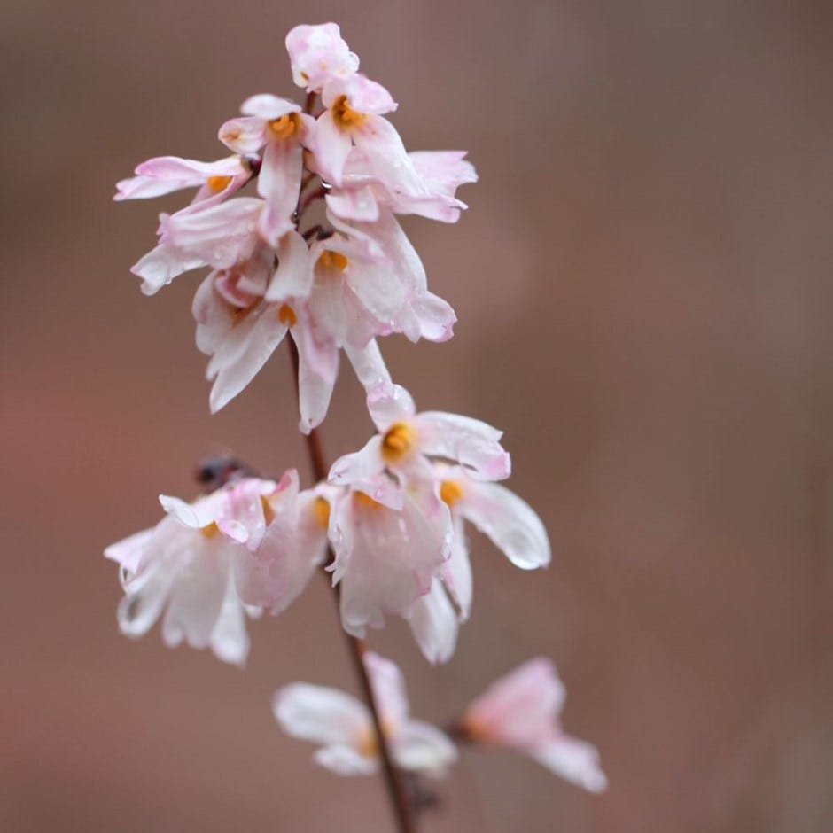 spring flowers – white forsythia