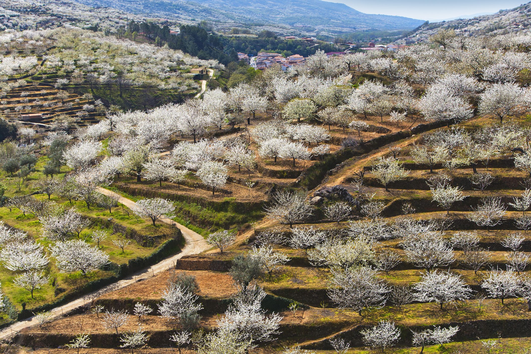 spring landscape in the jerte valley.