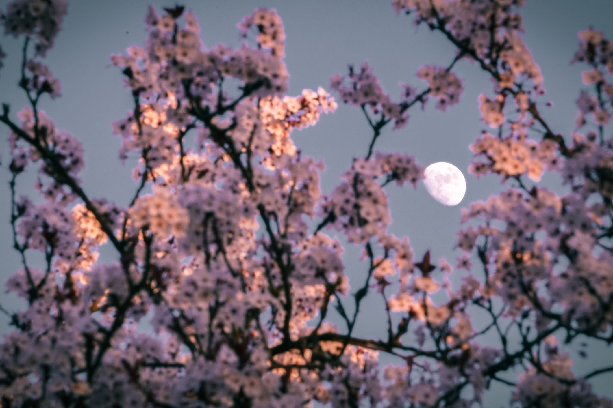 What May's Full Flower Moon In Scorpio Means For Your Zodiac Sign