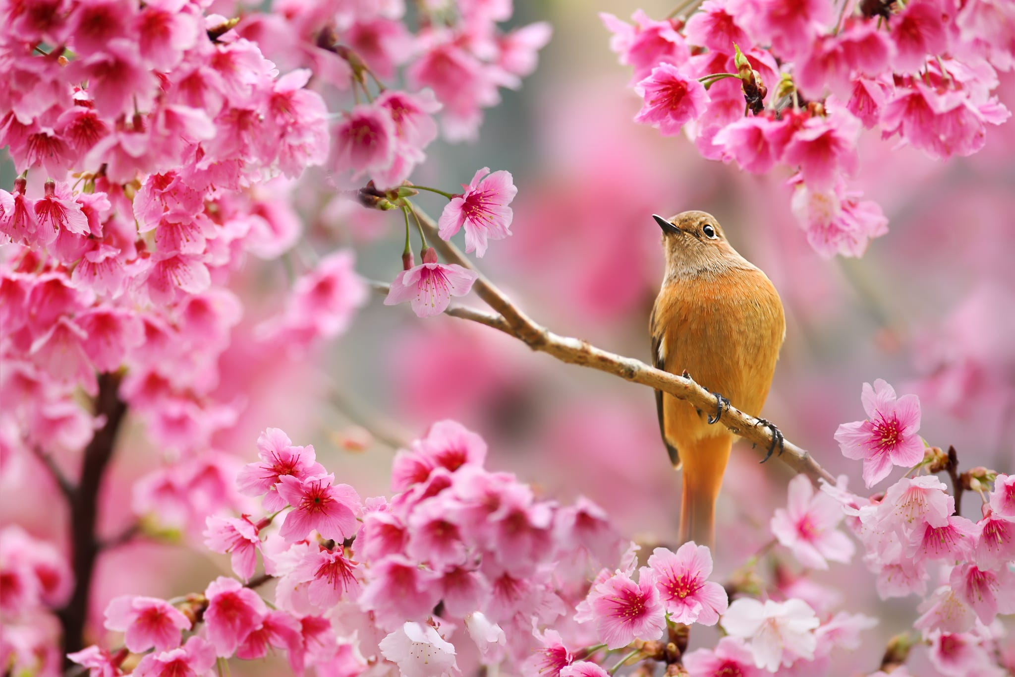 RSPB's Breakfast Birdwatch Launches To Celebrate Wildlife