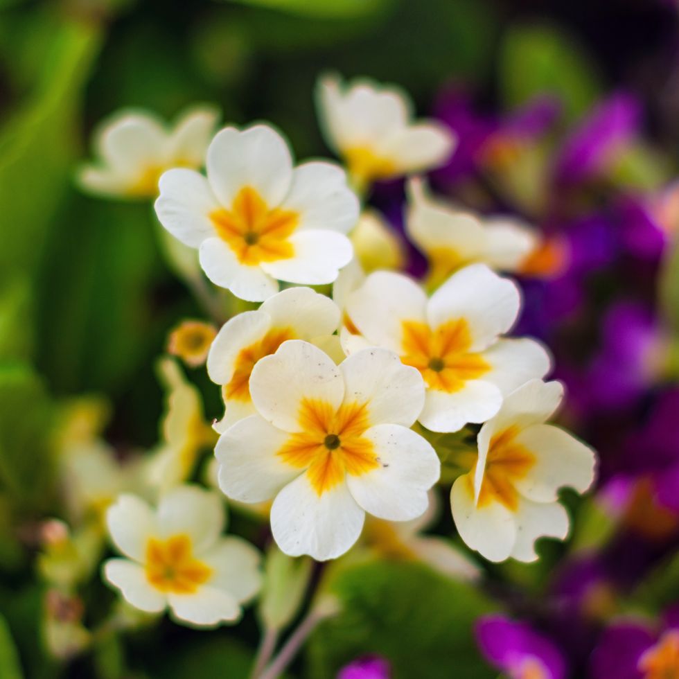 a close up of primrose