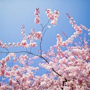 spring quotes spring quotes