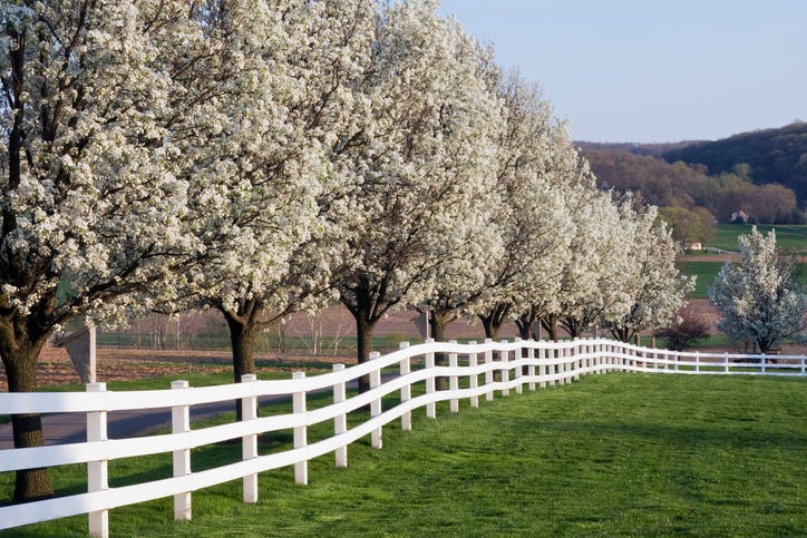 10 Best Trees for Privacy - Fast-Growing Backyard Privacy Trees