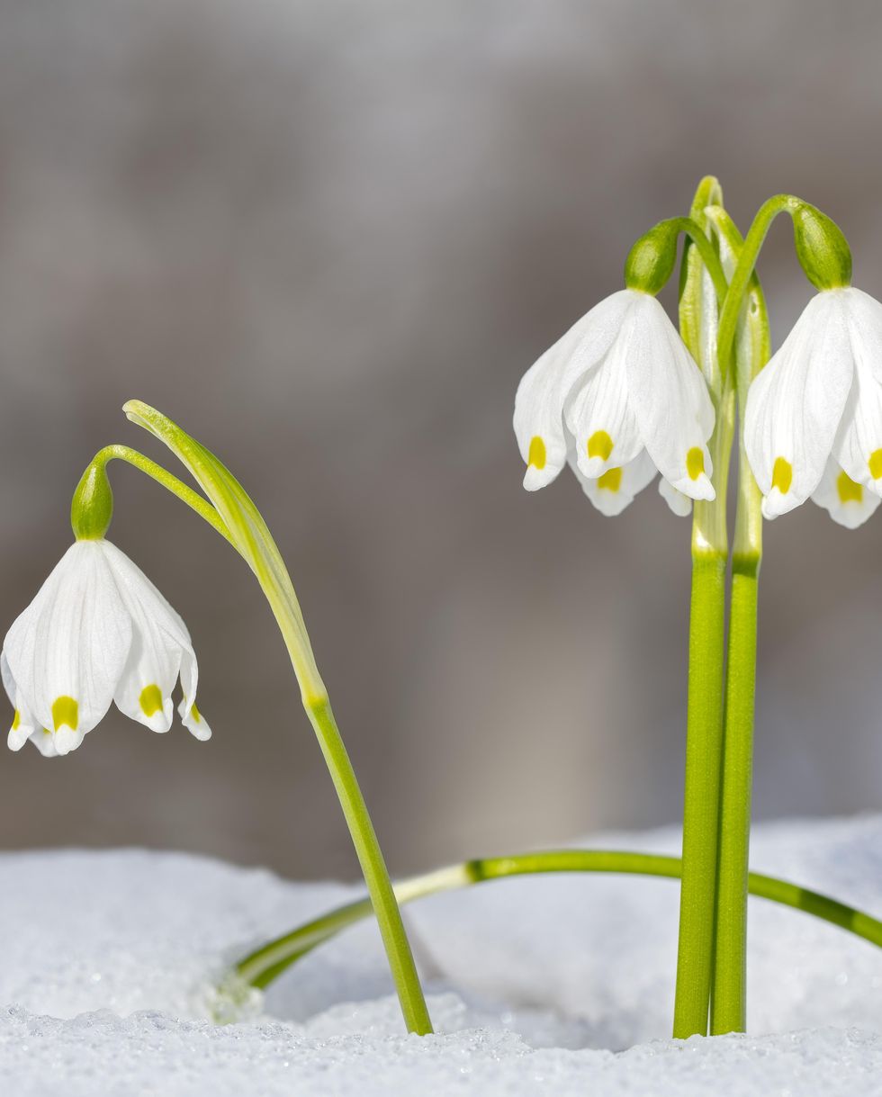 spring snowflake leucojum vernum on snow covered ground, tyrol, austria