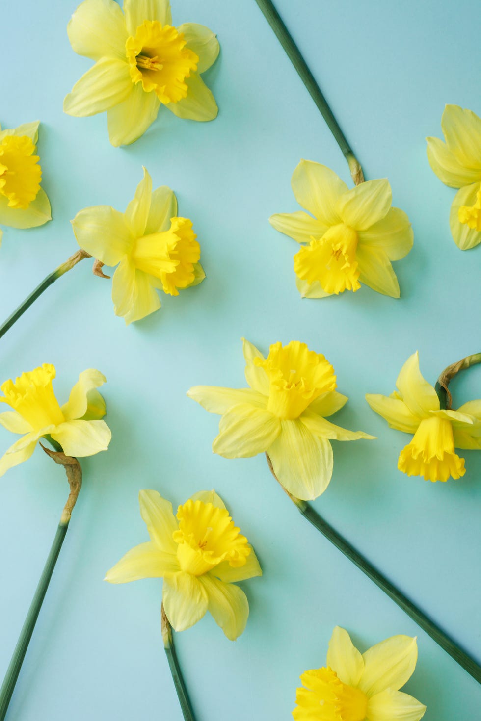 spring yellow daffodil flowers over blue background greeting card for spring holidays, mother's day