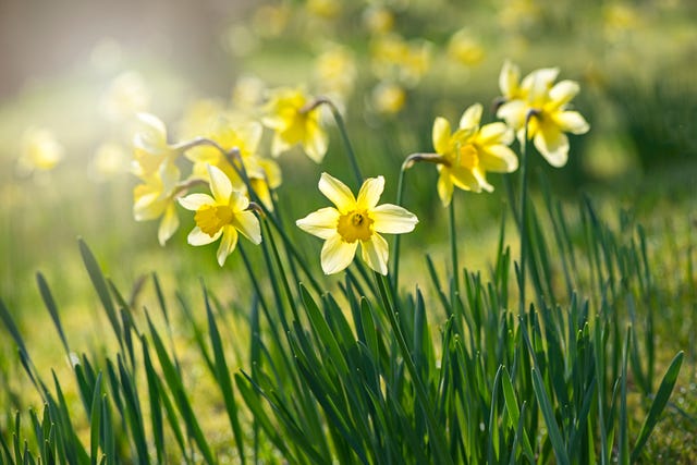 National Trust Launches 