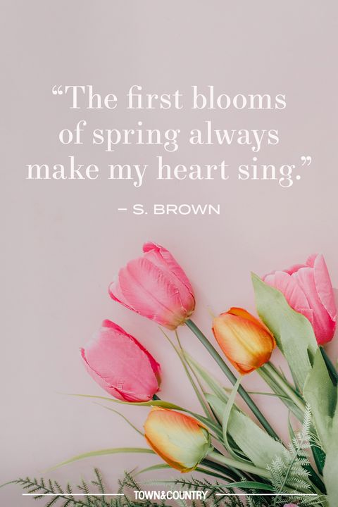 tulips and a quote