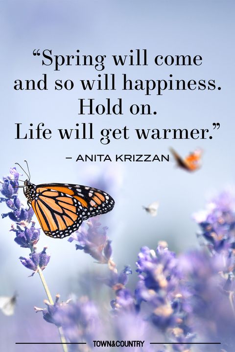 a monarch butterfly on lavender flowers and a quote