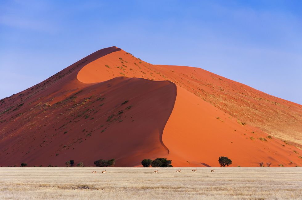 springbok passing in front of a red dune in sossusvlei