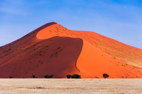 springbok passing in front of a red dune in sossusvlei