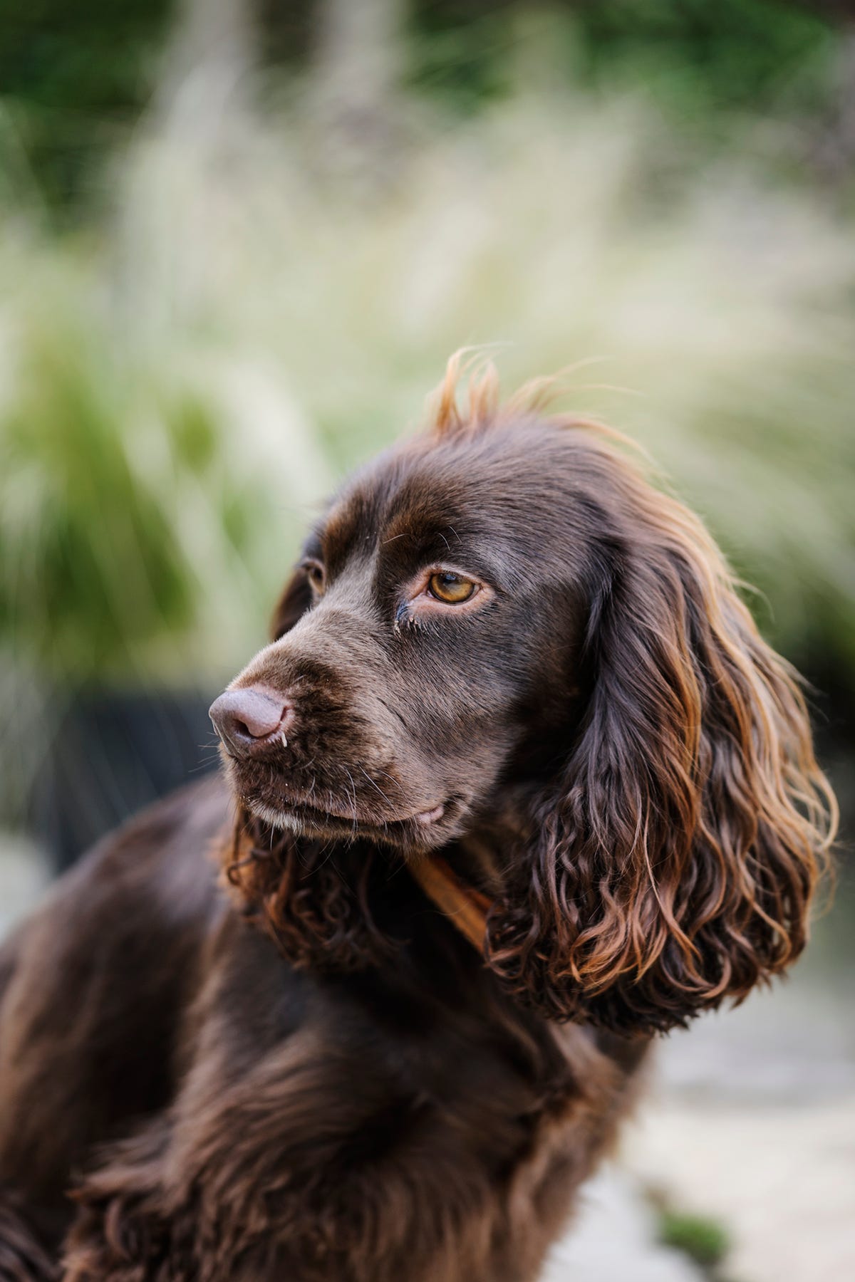 Reason Small Dogs Live Longer Than Bigger Breeds