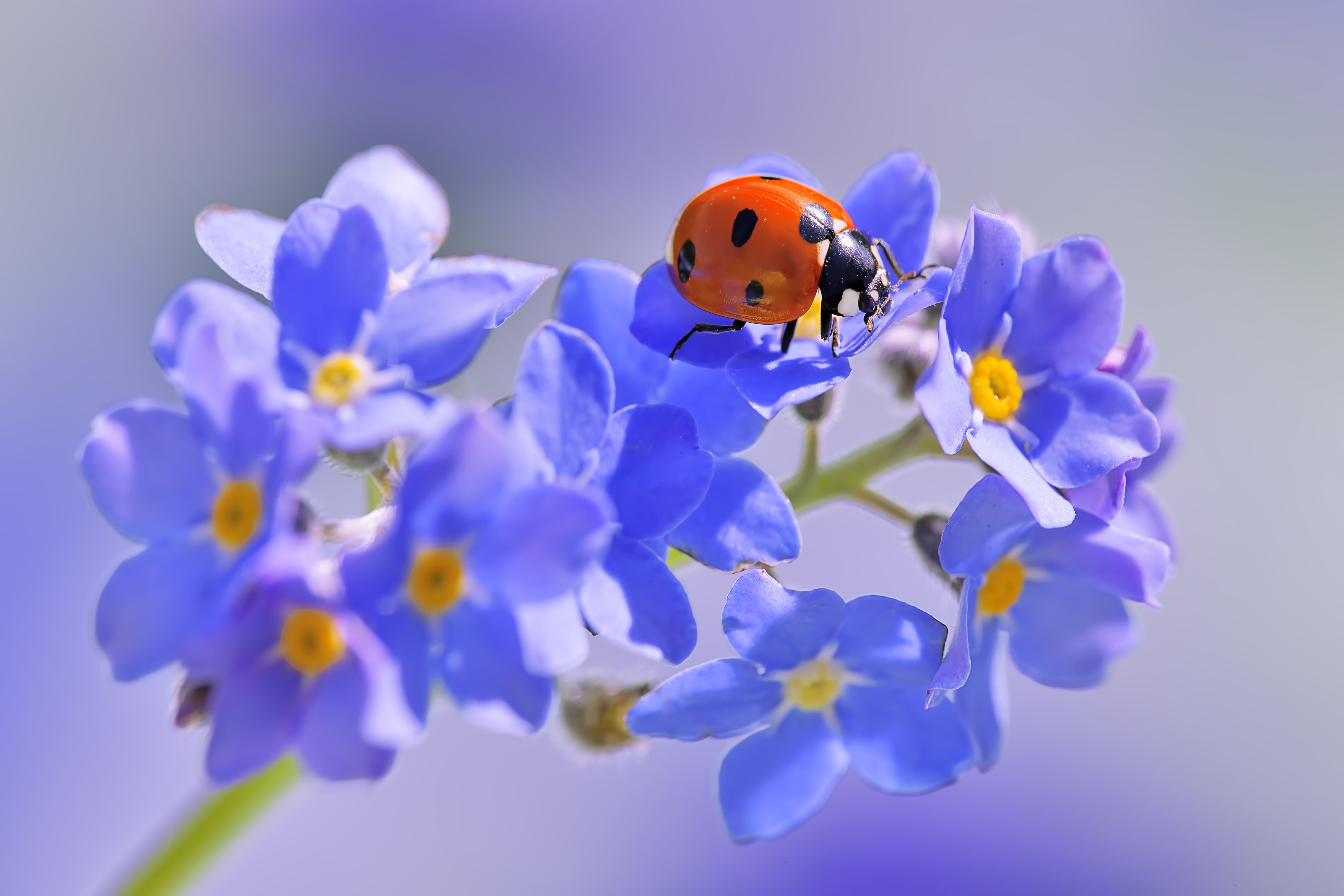 ladybugs on flowers