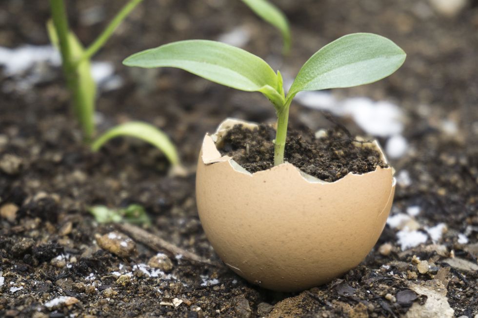 Sprout growing in egg shell
