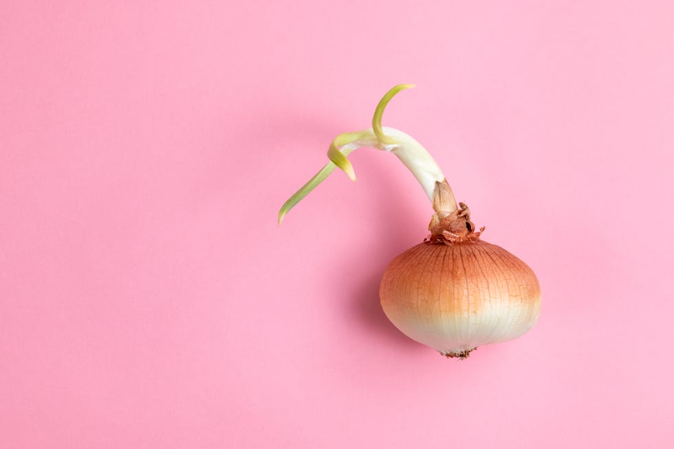sprouted onion