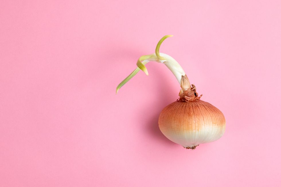 sprouted onion