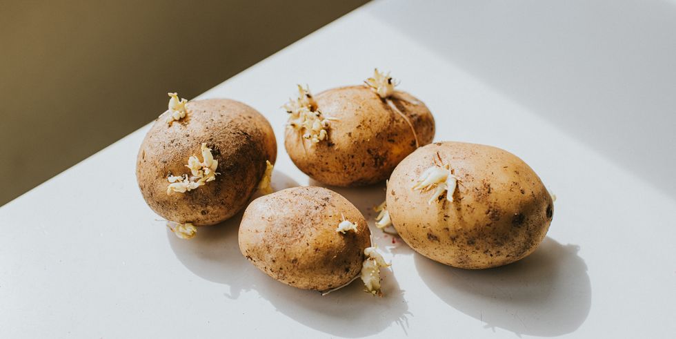 sprouted potatoes on a white surface