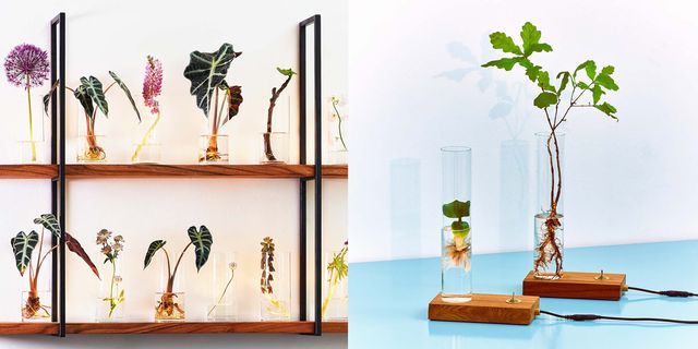 Spruitje, Green Dexter, mini ecosysteem, spruitje lamp, lamp voor planten