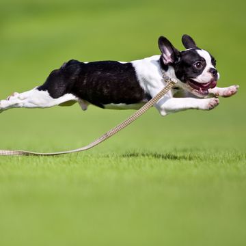 a dog running on grass
