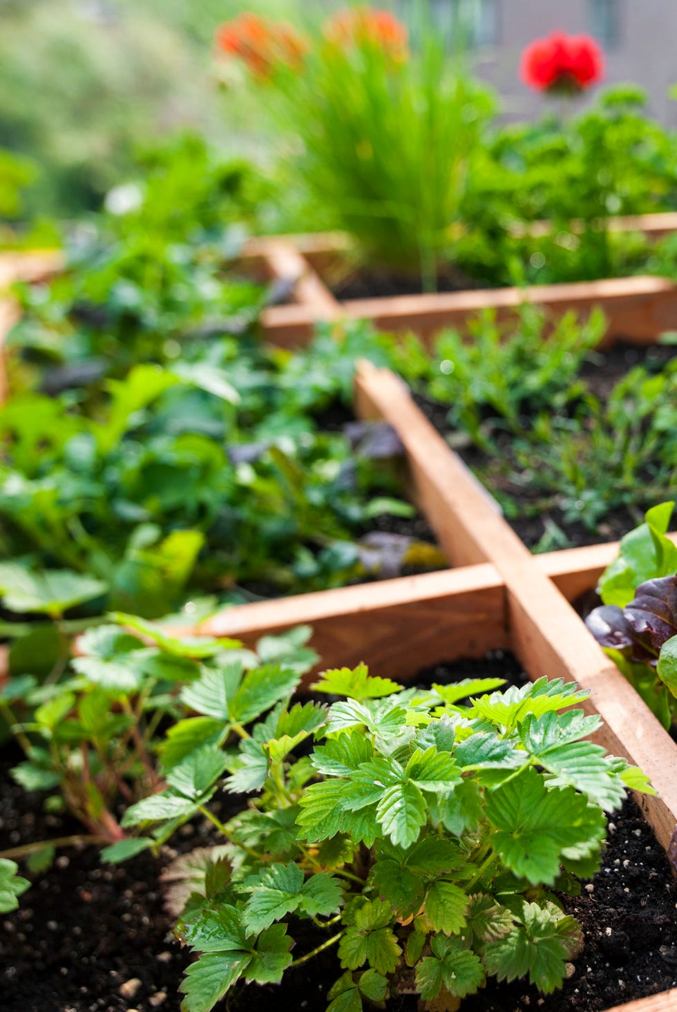 19. Square Foot Gardening