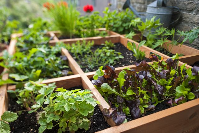 Square foot gardening by planting flowers, herbs and vegetables in wooden box on balcony