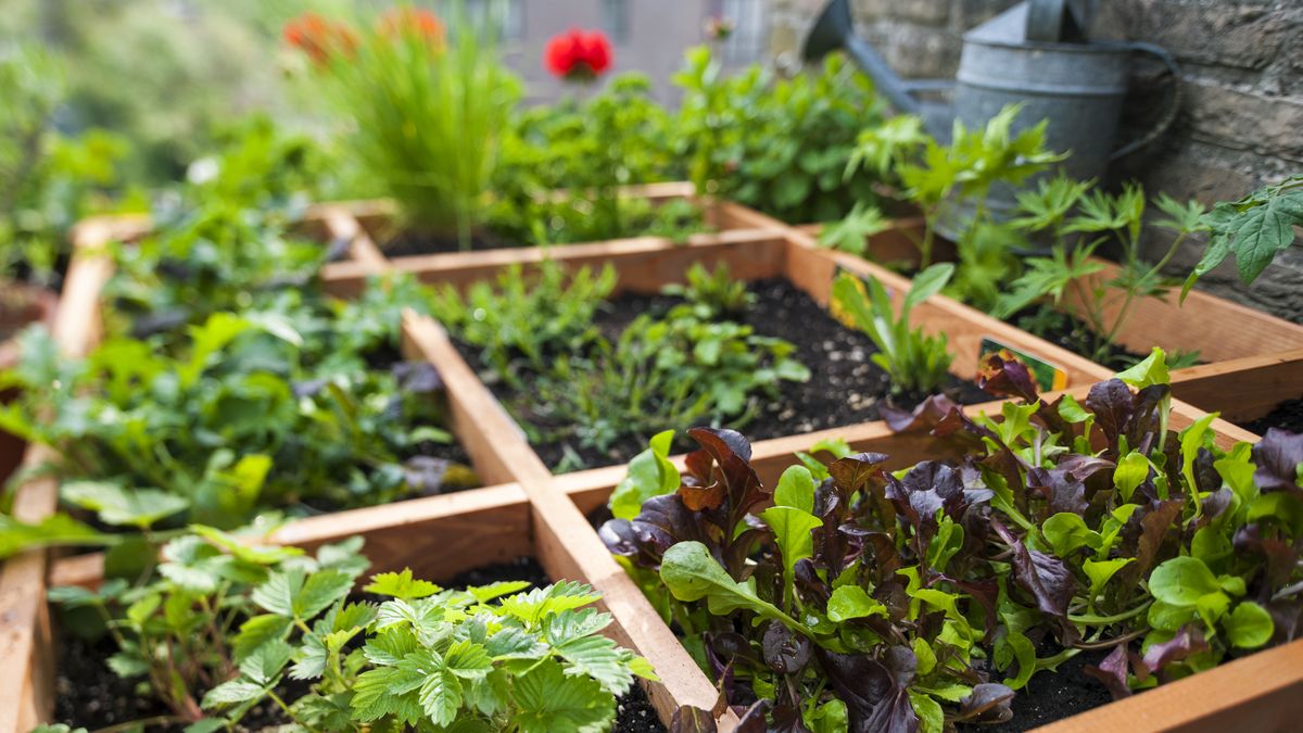 Make your own kitchen garden, more or less anywhere!