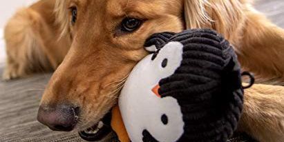 squeaky dog toys -- plush penguin