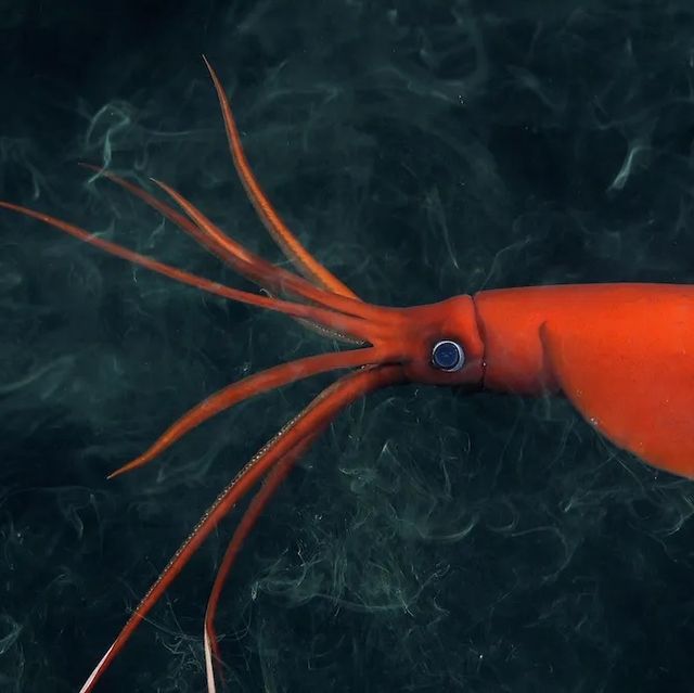 a red squid in water