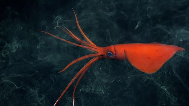 a red squid in water