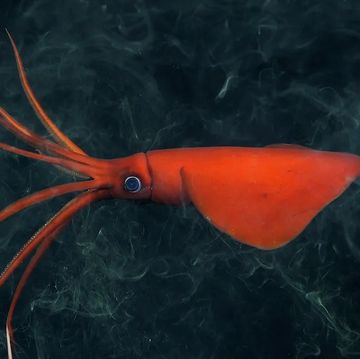 a red squid in water
