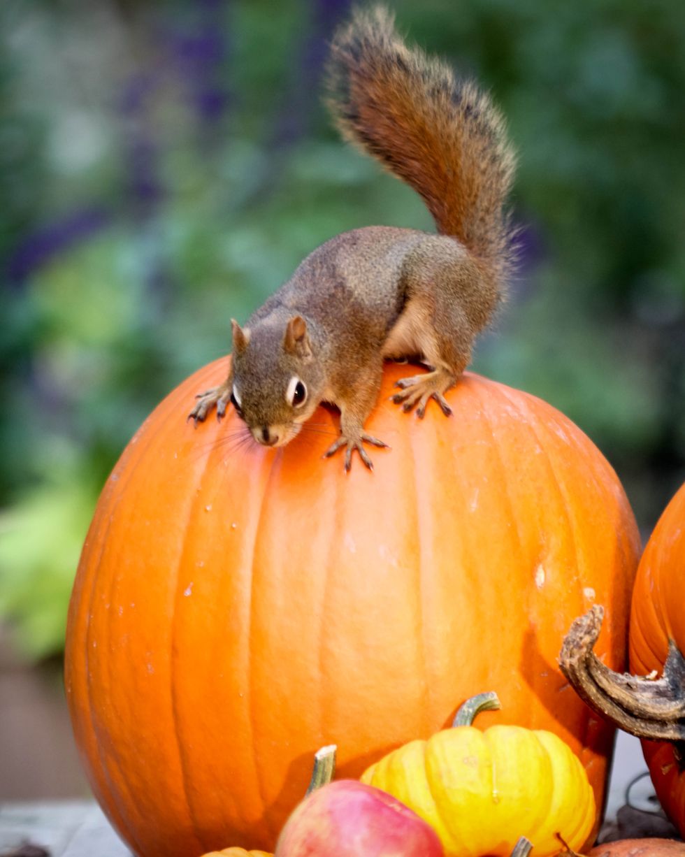 squirrel and autumn harvest