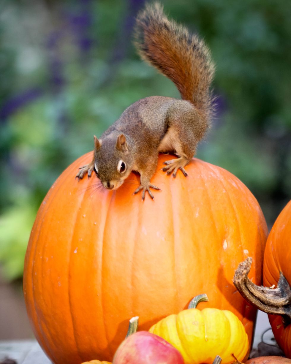 squirrel and autumn harvest