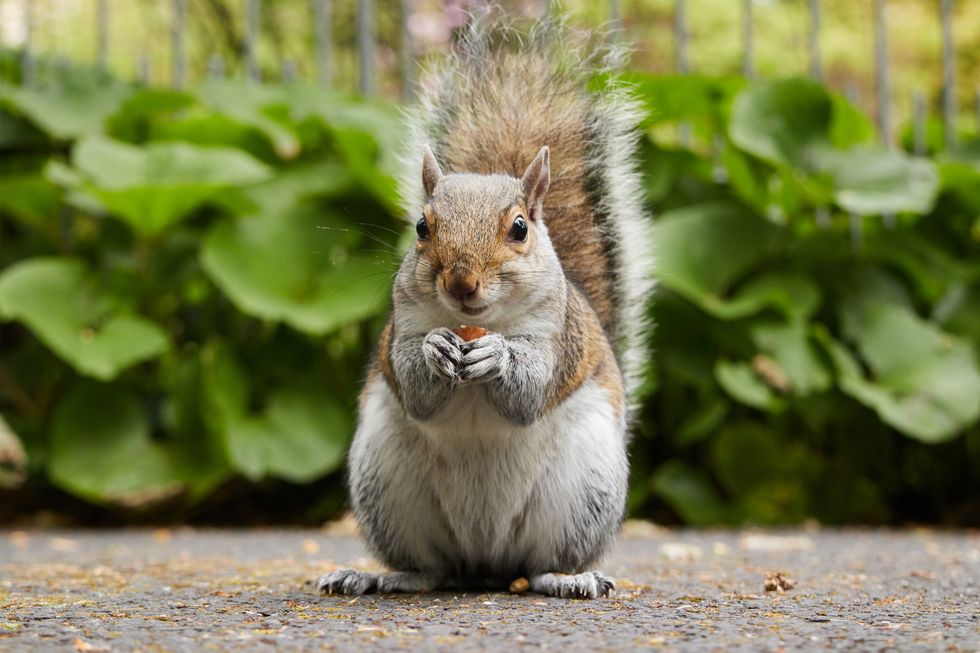 squirrel proof bird feeders for your garden