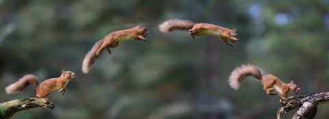 squirrel leaping composite