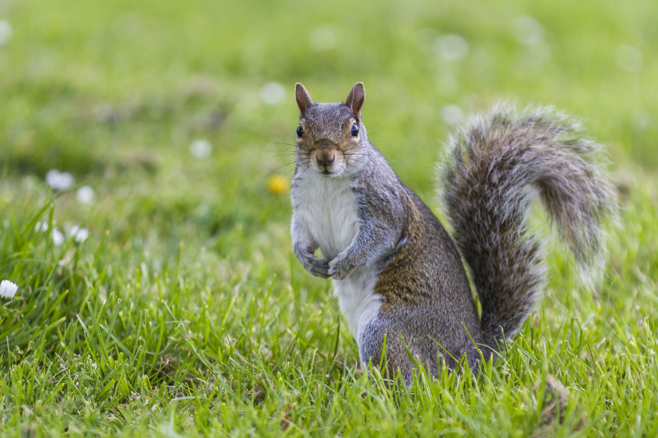 Want to Keep Squirrels From Eating Your Garden Here s What to Plant