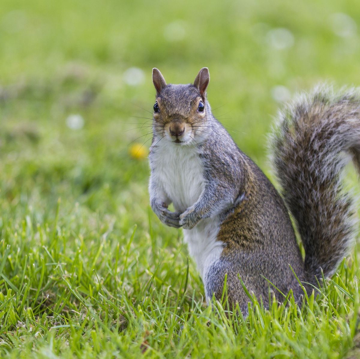 Luve - Mini Squirrel - Light yellow organic pyjamas with squirrel
