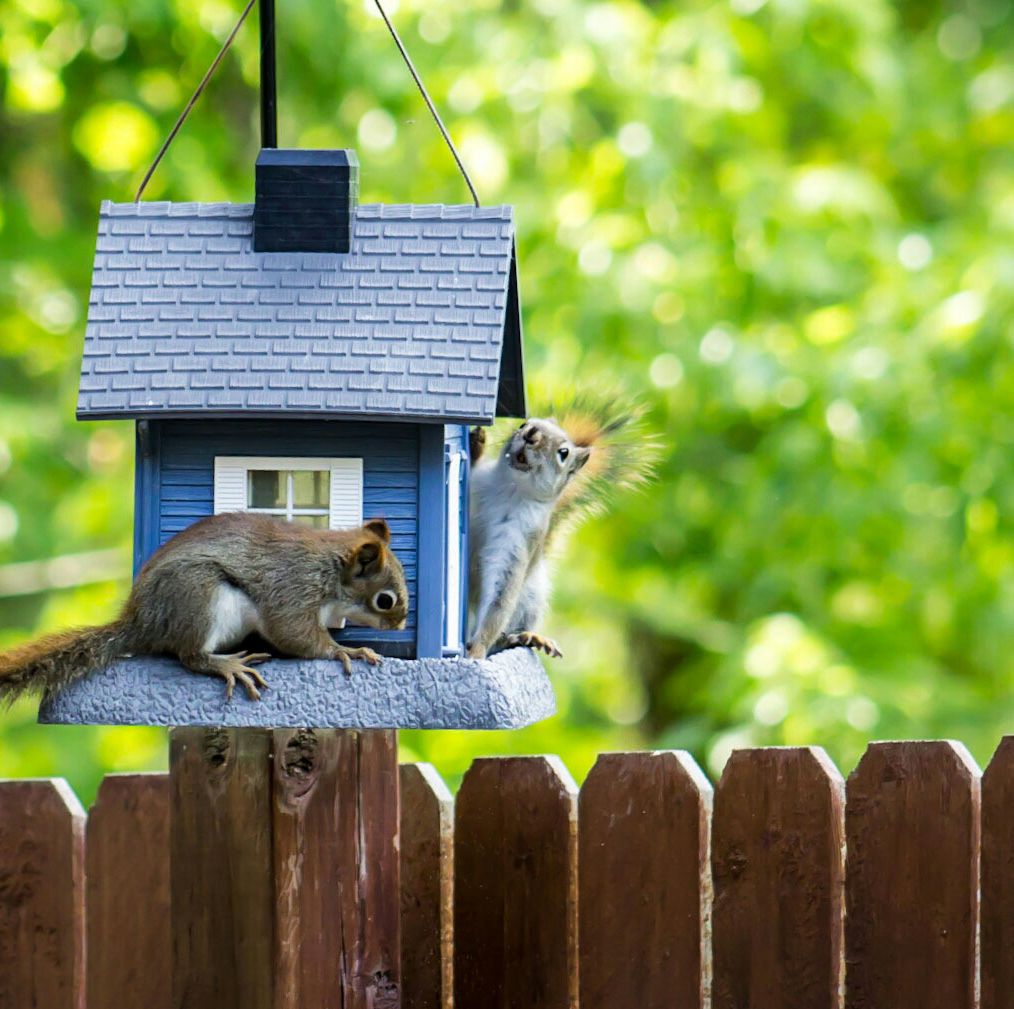 squirrel proof bird feeders