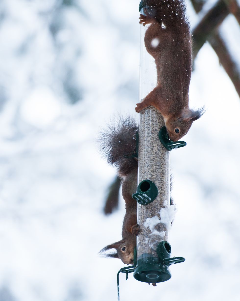 Squirrels Eating From Bird Feeder During Winter