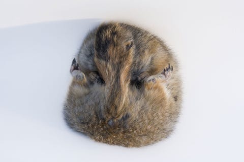 Een Arctische grondeekhoorn in winterslaap Spermophilus parryii gefotografeerd bij de University of Alaska Fairbanks
